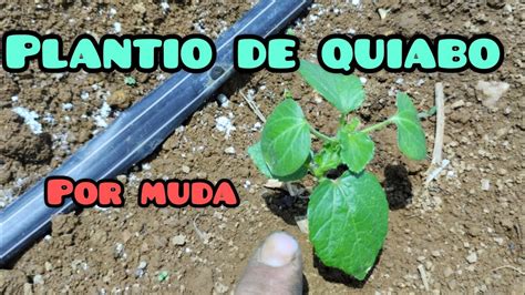 plantamos 1 200 pés de quiabo dicas de como foi feito o manejo YouTube