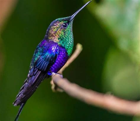 Beija Flor De Costas Violeta Caracter Sticas Reprodu O Alimenta O