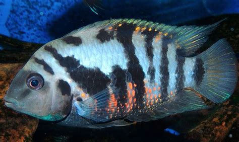 Convict Cichlid Mastering Their Care In Just 5 Steps