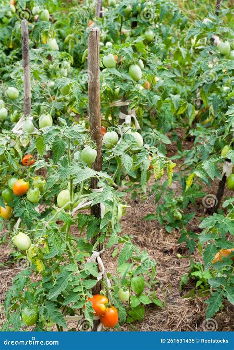 Cultivar Tomates Imagen De Archivo Imagen De Estaca 261631435