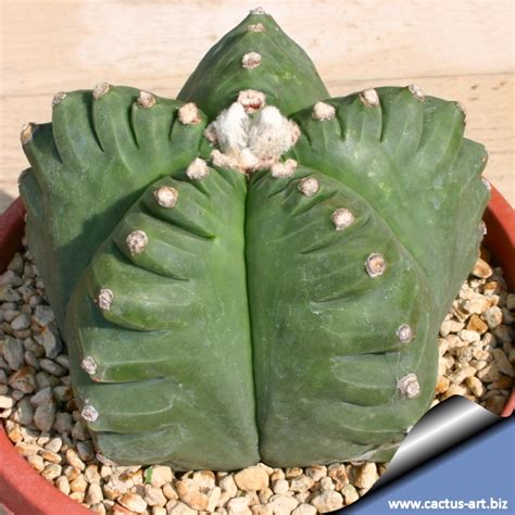 Astrophytum myriostigma cv. KIKKO nudum (Syn: Kikkô, Kitsukow, Kitsuko ...