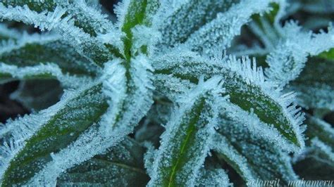suhu dieng jawa tengah pagi    derjat celsius  fenomena