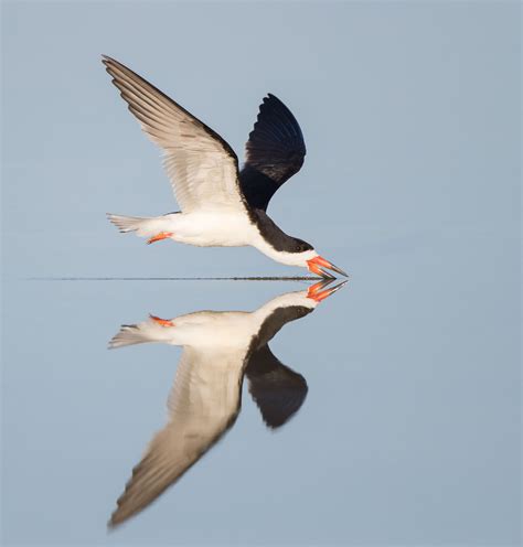 Black Skimmer Audubon Field Guide