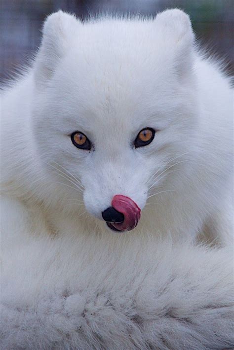 Arctic Fox Raposa Do ártico Animais Da Natureza Animais Bonitos