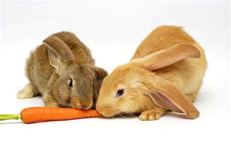 Eating rabbit. Two rabbit eating the carrot on the white background # ...