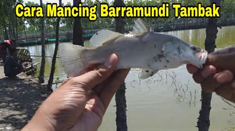 Cara Mancing Kakap Putih Atau Barramundi Di Tambak Youtube