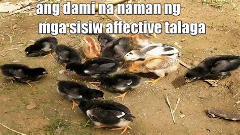 Pagpaparami Ng Native Na Manok Pag Aalaga Ng Mga Sisiw Youtube