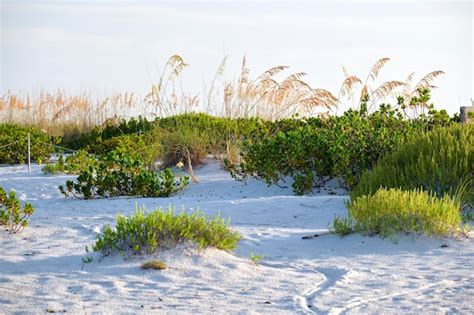 Premium Photo Seaside Beach With Small Sand Dunes And Grassy