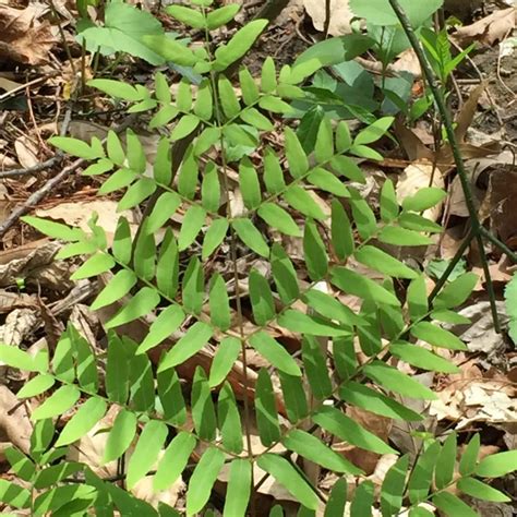 FERN: Osmunda spectabilis (Royal Fern)