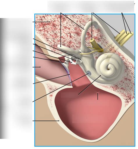 Inner Ear Diagram Quizlet