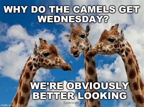 35 Funny Hump Day Memes For 2024 Love Language Lessons