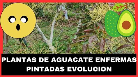 Arboles De Aguacate Enfermos Pintados Evolucion Y Tratamientos