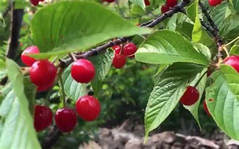 樱桃是热性还是凉性？ 蜜源植物 酷蜜蜂