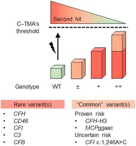 Rare Variants In Complement Genes May Not Be That Rare After All