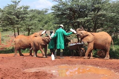 David And Daphne Sheldrick Wildlife Trust Visit Blavals