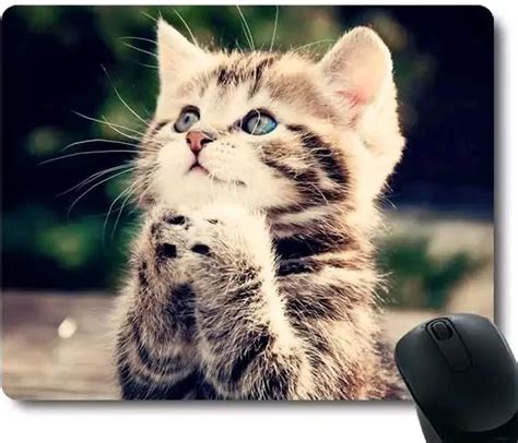 Wallpaper Gambar Anak Kucing Comel Dan Gebu Gambar Kucing Cute