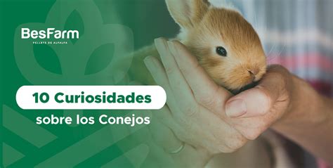 Datos Curiosos De Los Conejos Tu Gu A Completa Para El Cuidado Y