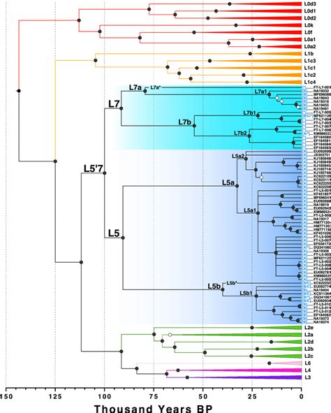 Ultrametric Time Tree Mean Divergence Times Estimated By BEAST With A