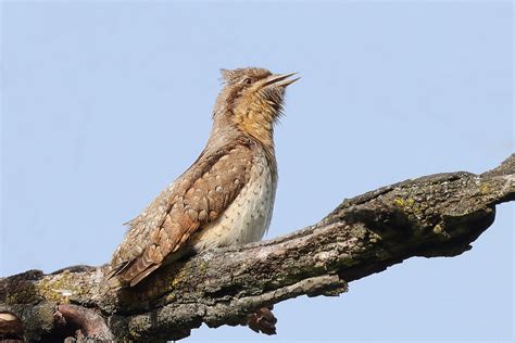 Wendehals Ruft Wendehals Jynx Torquilla C Jens Winter