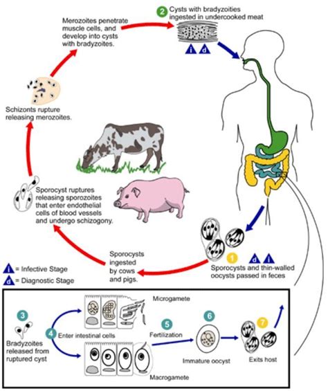 Blastocystis Hominis Life Cycle