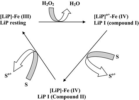 Lignin Peroxidase Functionalities And Prospective Applications Falade