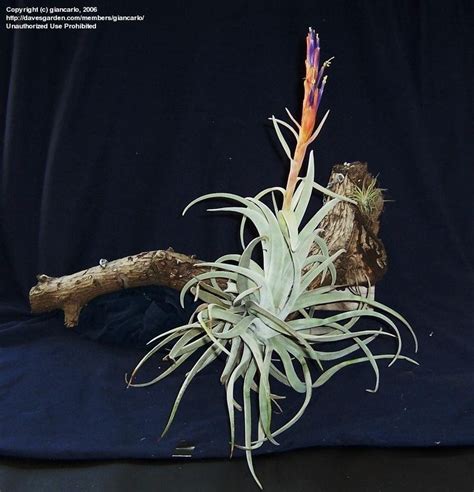 Plantfiles Pictures Tillandsia Bromeliad Air Plant Tillandsia Harrisii By Giancarlo