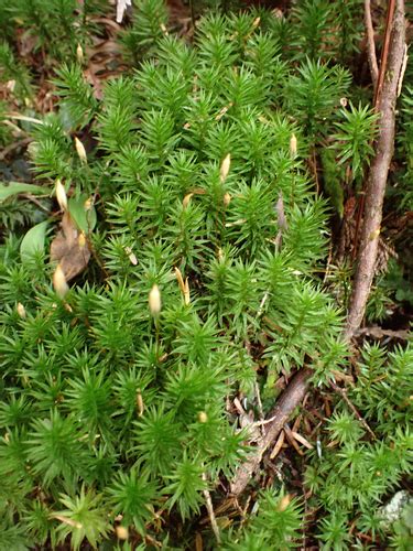 Contorted Pogonatum Moss Bryophyta Mosses Of Vancouver Island