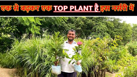 Balaji Plant Nursery Visit Plant Price With Names With Discount