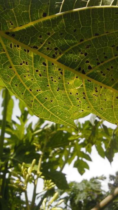 My Papaya Crop Leaves Have Black Spots On Leaves And Fruits Whats The