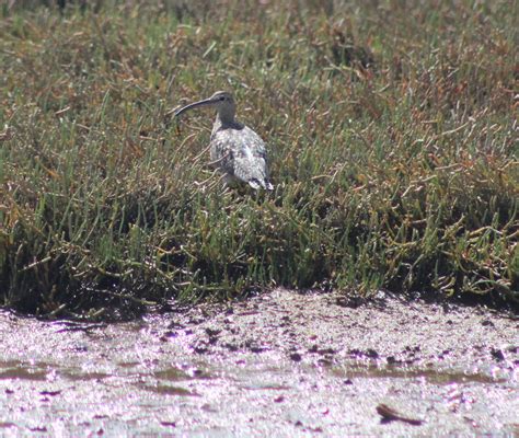 Wildlifebirdsalgarveportugal Acdprt Flickr