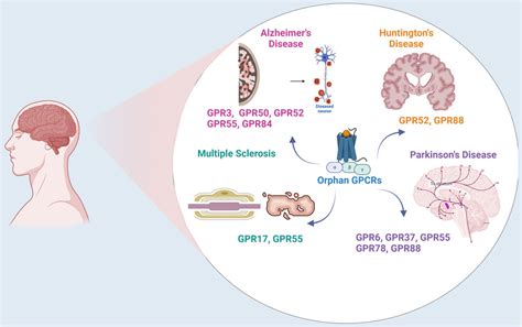 Frontiers Exploring Orphan Gpcrs In Neurodegenerative Diseases