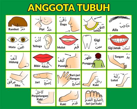 60 Nama Anggota Tubuh Dalam Bahasa Arab Lengkap NBKomputer