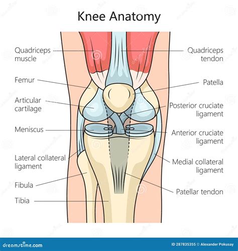 anatomy  human knee joint medical science stock illustration