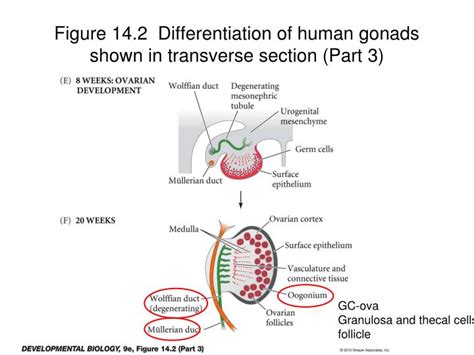 Ppt Chapter 11 Germ Cells Fertilization And Sex Powerpoint Presentation Id 2131009