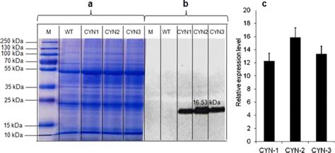 SDS PAGE Western Blot And CYN MRNA Transcript Accumulation In