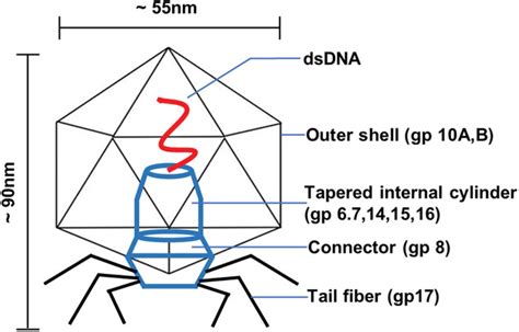 Bacteriophage T7