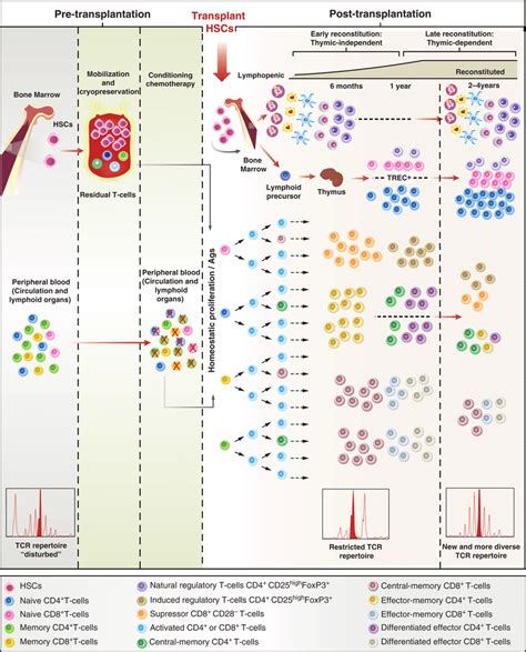 1 Immune Reconstitution After Autologous Hematopoietic Cell