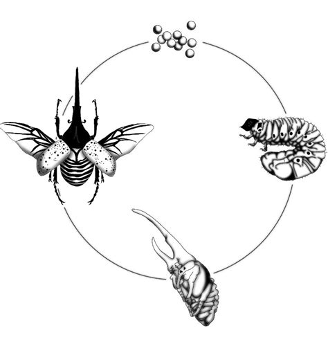 Goliath Beetle Life Cycle Sticker - Etsy