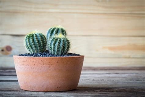 Premium Photo Vintage Color Soft Light Tone Of Cactus In Clay Pots On