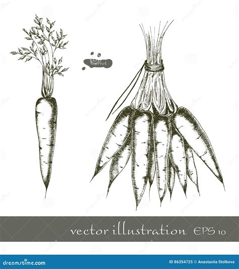 Hand Drawn Carrot Set Stock Vector Illustration Of Vitamin