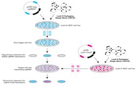 Purchase Knockout Stable Cell Lines AcceGen