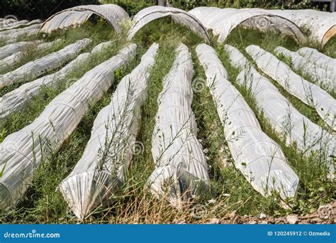 Greenhouse From Polythene Plastic Tunnels On An Agricultural Fie Stock