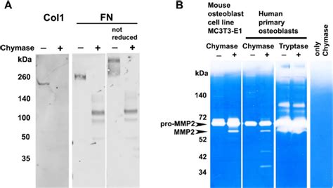 Effect Of Mast Cell Proteases On Collagen Fibronectin And Matrix