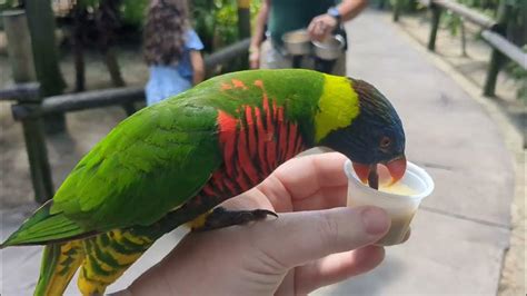 Rainbow Lorikeet Eating His Breakfast At Brevard Zoo Youtube