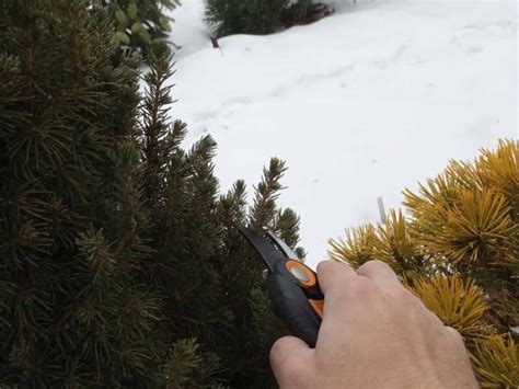 How To Trim Dwarf Alberta Spruce? – World of Garden Plants