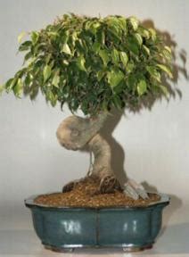 Twisted Trunk Ficus Bonsai Tree X X Ficus Benjamina