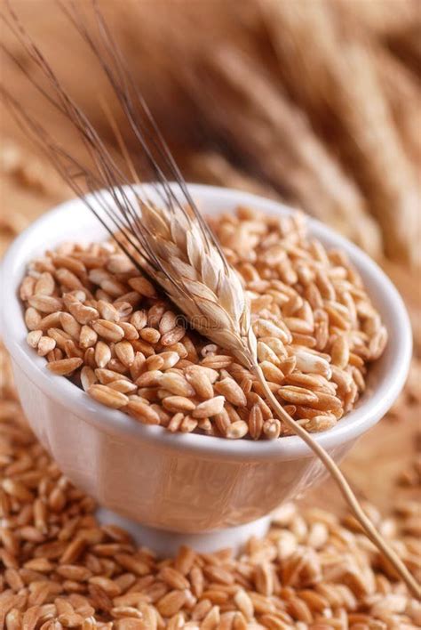 Grains Of Wheat Stock Photo Image Of Healthy Grain Closeup 61448