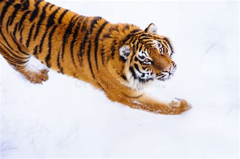 Siberian tiger on a snow stock photo. Image of beautiful - 157069574