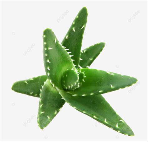 Aloe Vera Planta Espinho PNG Tronco Erva Amargo PNG Imagem Para