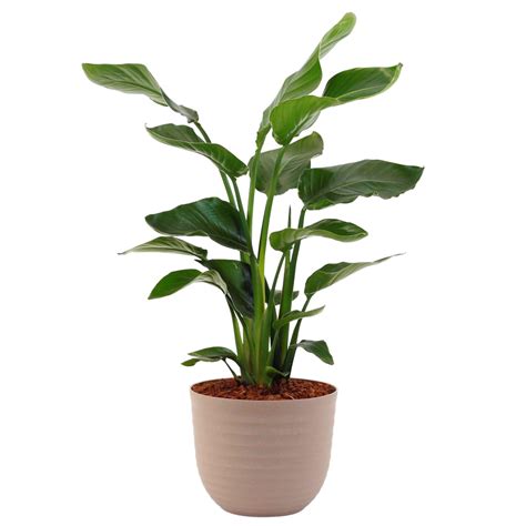 Planta Verde Strelitzia Nicolai Cm En Maceta Havana Verde De